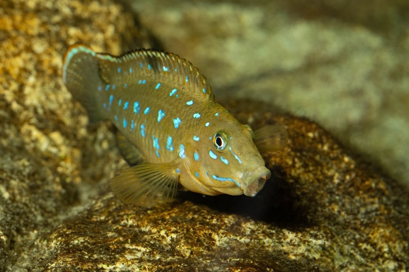 Tanganicodus sp. 'kavalla' Kibige Island